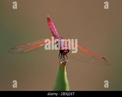 male Violet Dropwing dragonfly (Trithemis annulata) perched on pointed tip of Aloe leaf in Tsavo East National Park,Kenya, Africa Stock Photo