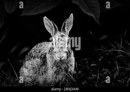 Rabbit smiling Stock Photo