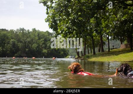 Golden Doodle with Life Jacket Swimming After A Tennis Ball In the Lake Stock Photo