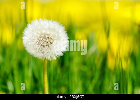 Dandelion seed head or blow ball on green grass background Stock Photo