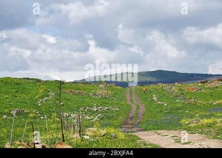 View of the Hula Valley and Mount Hermon, Golan Heights, Northern Israel. Dirt road and grazing cows Stock Photo