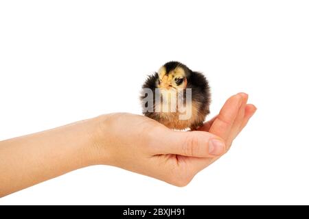 Yellow-black chicken in the palm Stock Photo