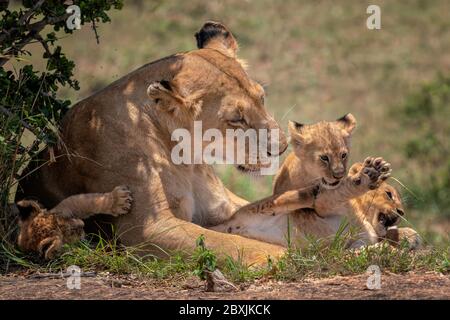 Mother lioness looking tenderly at her three young cubs as they play. Image taken in the Masai Mara, Kenya. Stock Photo