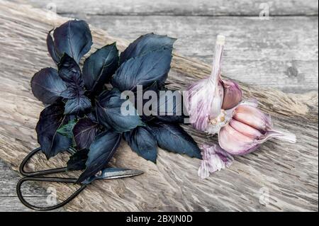bunch of purple Basil on a wooden table with garlic and scissors. Harvest in the garden. Stock Photo
