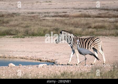 A zebra walks with a blue crane to a watering hole. Image taken in Etosha National Park, Namibia. Stock Photo