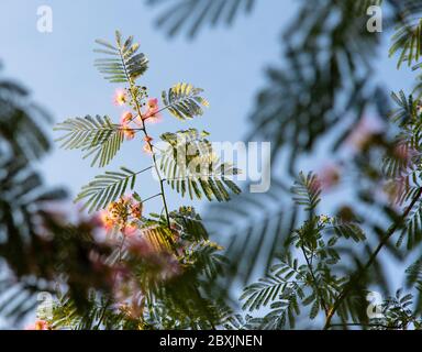 Pink puffball blooms on fern like branches of the mimosa tree Stock Photo