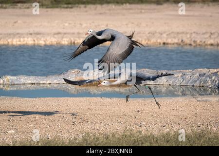 A pair of Blue Cranes fly in front of a watering hole. Image take in Etosha National Park, Namibia. Stock Photo