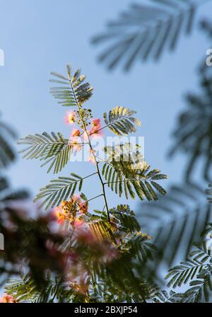 Pink puffball blooms on fern like branches of the mimosa tree Stock Photo