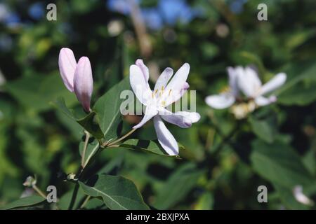 Frangula alnus flowering bush, blooming white flower close up detail, dark green leaves blurry background. Stock Photo