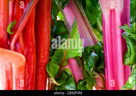 Bright pink and red stems of growing Swiss chard/ Rainbow chard, beta vulgaris. Stock Photo