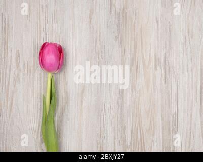Pink Tulip on a gray background. The view from the top. Stock Photo