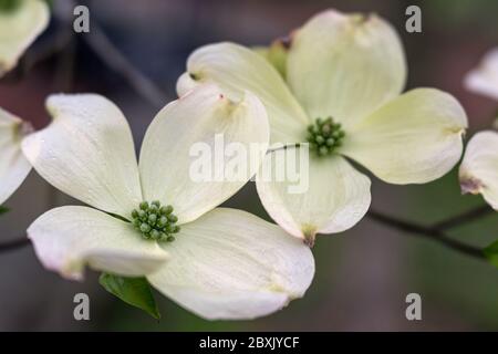 Close up of a dogwood tree in full bloom Stock Photo