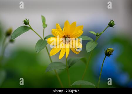 Close up of a delicate yellow flower with a brown center known as Jerusalem artichoke . The flower is on a long stem with multiple small green leaves. Stock Photo
