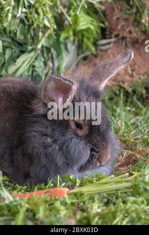 Close up of a long haired fluffy gray rabbit sitting on a bed of greens with a carrot. Stock Photo
