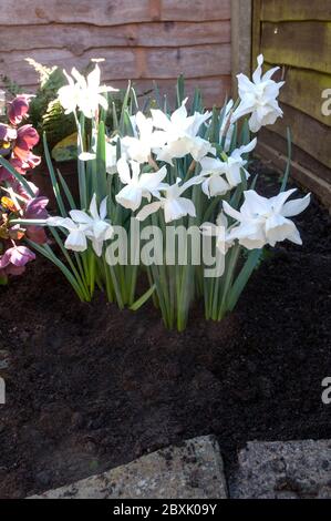 Group of Narcissus Triandrus Thalia also called Orchid Narcissus & Angels Tears. A white recurved multiflowering Division 5 daffodil. Stock Photo