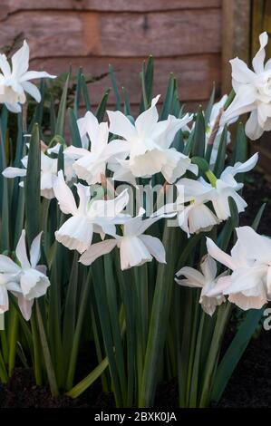 Clsoe up of Narcissus Triandrus Thalia and two buds. Also called Orchid Narcissus & Angels Tears. A white recurved multiflowering Division 5 daffodil. Stock Photo