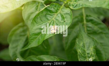 Chili leaves and an insect on it. Chili cultivation is one of the potential business areas for farmers with limited land Stock Photo