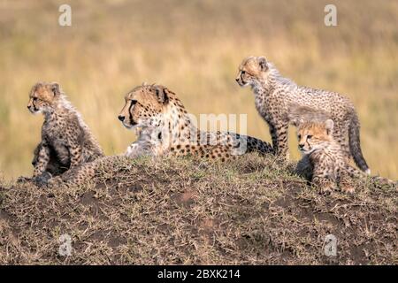 Mother cheetah lying on a large mound surrounded by her tiny cubs. Image taken in the Maasai Mara, Kenya.