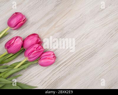 Pink tulips on gray background. Spring flowers. Stock Photo