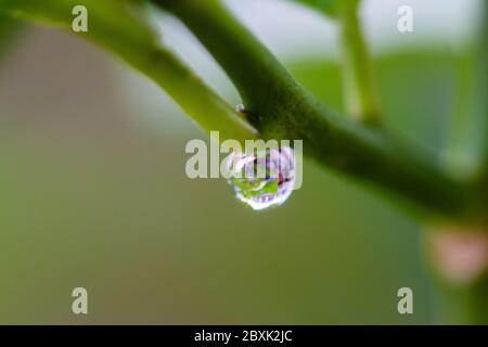 Macro image of rain drop on blossom of potted lemon tree (Citrus limon) Stock Photo