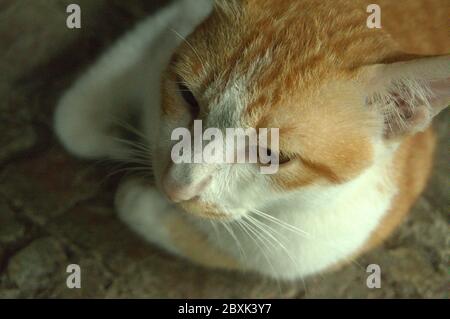 A Javanese cat with white and brown fur and head. The type of cat that only lives in Southeast Asia Stock Photo