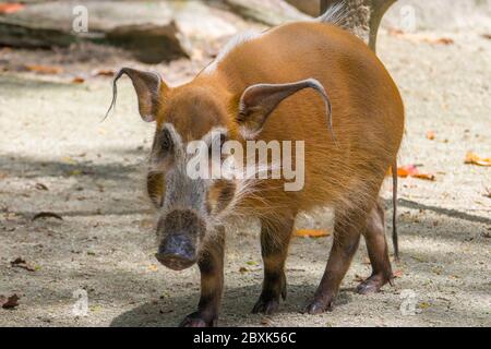 The red river hog (Potamochoerus porcus) is a wild member of the pig family living in Africa. Stock Photo