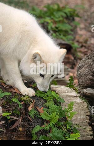 Arctic fox walking through a clearing in a forest with leaves and rocks on the ground, and a hollow log covered in ferns in the background. Stock Photo