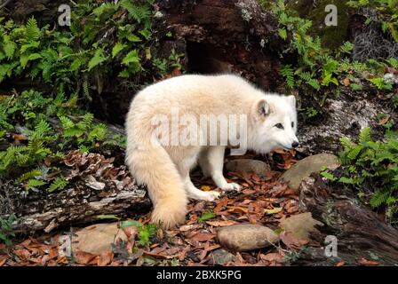 Arctic fox walking through a clearing in a forest with leaves and rocks on the ground, and a hollow log covered in ferns in the background. Stock Photo