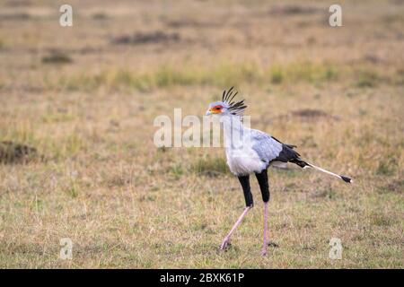 A Secretary Bird (Sagittarius serpentarius) walks through the grass on the savanna. Image taken in the Masai Mara, Kenya. Stock Photo