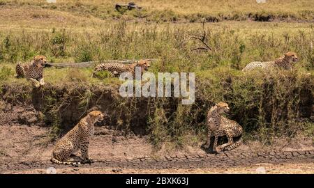 Four male cheetah surround a single female in the hopes of her choosing one of them as her mate. Female is on the bottom right. Stock Photo