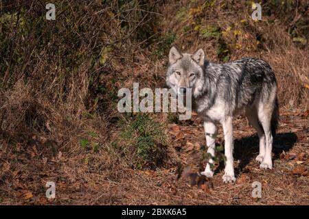 Gray wolf (timber wolf) standing in a clearing with Fall leaves on the ground. Stock Photo