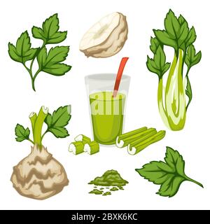 Celery plant leaves and smoothie, set of organic meal Stock Vector