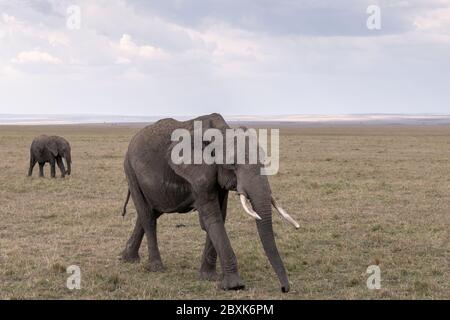 A mother elephant followed by her calf walk across the savanna under a cloudy sky. Image taken in the Masai Mara, Kenya. Stock Photo