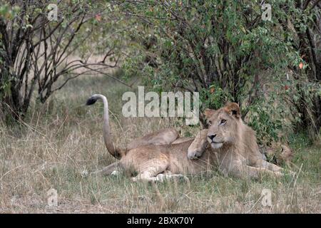 Two young male lions lying down in the shade under some trees. One lion is sleeping with his paw thrown over his brother's shoulders. Stock Photo
