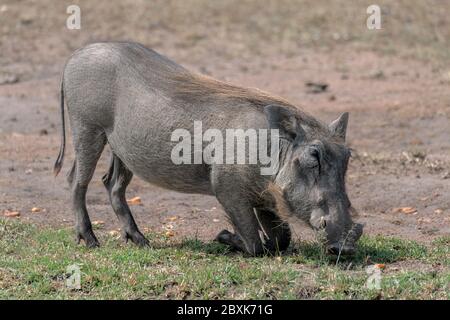 Large adult warthog kneeling while feeding on grass. Image taken in the Maasai Mara, Kenya. Stock Photo