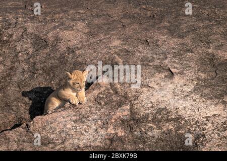 Tiny lion cub - part of the Black Rock Pride of lions - stands at the entrance to its den. Image taken in the Maasai Mara, Kenya. Stock Photo