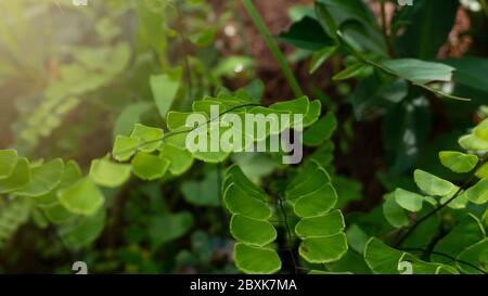 Green leaves of delta maidenhair fern (Adiantum raddianum) grown in the garden. Stock Photo