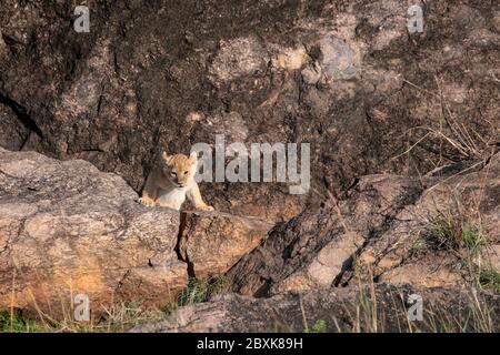 Tiny lion cub - part of the Black Rock Pride of lions - climbing out of the entrance to its den. Image taken in the Maasai Mara, Kenya. Stock Photo