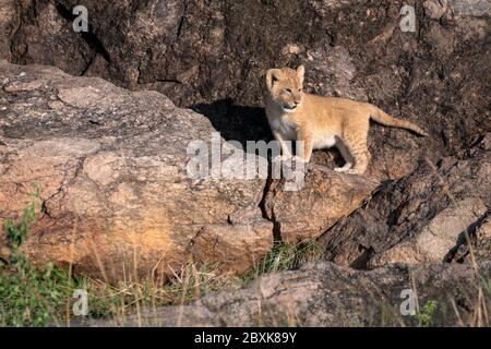 Tiny lion cub - part of the Black Rock Pride of lions - stands at the entrance to its den. Image taken in the Maasai Mara, Kenya. Stock Photo