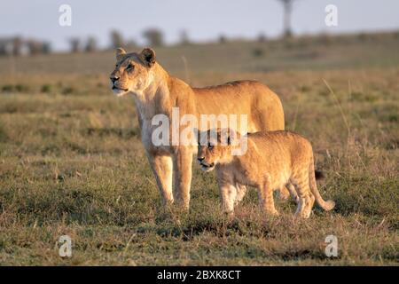 Lioness (female lion) with a cub standing in a clearing looking off into the distance. Image taken in the Maasai Mara, Kenya. Stock Photo