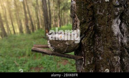Pine sap with containers from coconut shells. Pine sap is an industrial material such as plastic, soap, shoe polish, even as a medicine mixture for as Stock Photo