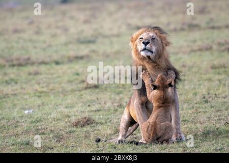 A young lion cub tries to get his father to play. Paws are outstretched on the male lion's chest like a hug. Image taken in the Maasai Mara, Kenya. Stock Photo