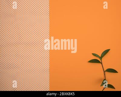 Green plant, white and orange background. The view from the top. Stock Photo