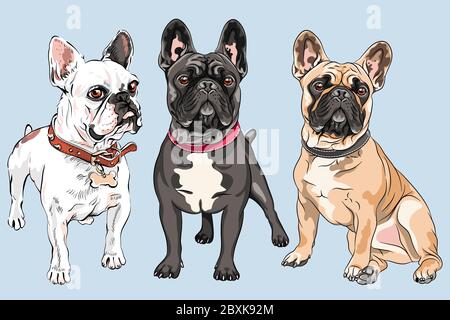 Vector set of white, fawn and black dogs French Bulldog breed, the most common colouring Stock Vector