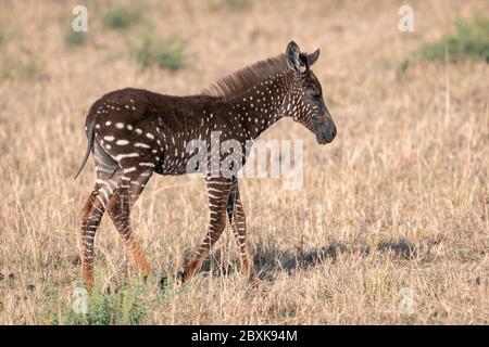 Rare Zebra Foal With Polka Dots Spotted In Kenya