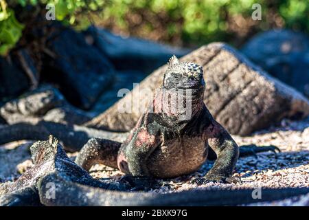 Galapagos Land Iguana walking in the sand Stock Photo