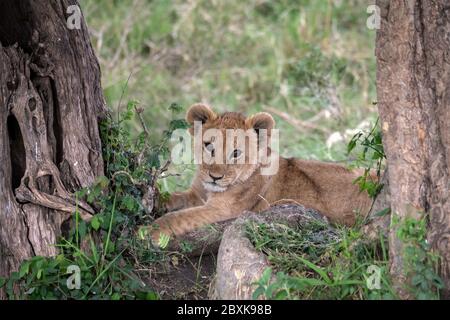 Adorable young lion cub sitting between two trees looking directly at the camera. Image taken in the Maasai Mara National Reserve, Kenya. Stock Photo