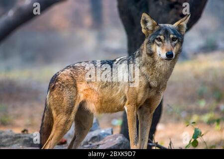 an indian wolf (Canis lupus pallipes)stands on the rock, which is is a subspecies of grey wolf that ranges from Southwest Asia to the Indian Stock Photo