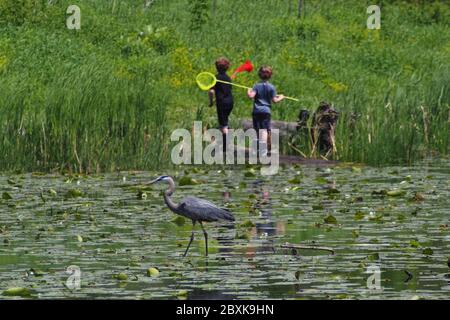 A great blue heron (Ardea herodias) stalks the lily pad strewn waters of the local pond while two boys hunt frogs with nets. Ottawa, Ontario, Canada. Stock Photo