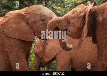 Baby elephants covered in red mud greeting each other by linking trunks Stock Photo